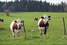 Doubs Jura Doubs Jura